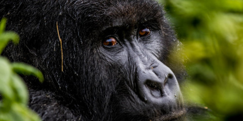 6-Day Rwanda Adventures - Great Apes & Lake Kivu